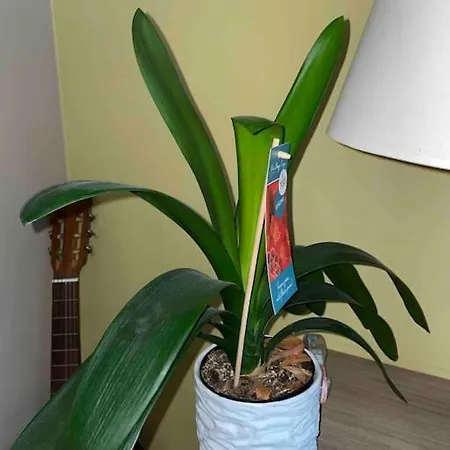 Appartamento Superbe Dans Le Centre De - Arivée Autonome