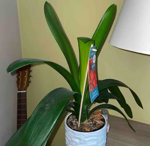 Apartmán Superbe Dans Le Centre De - Arivee Autonome